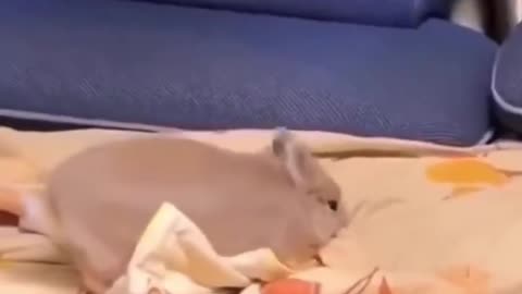 You are such a smart bunny ☺️♥️