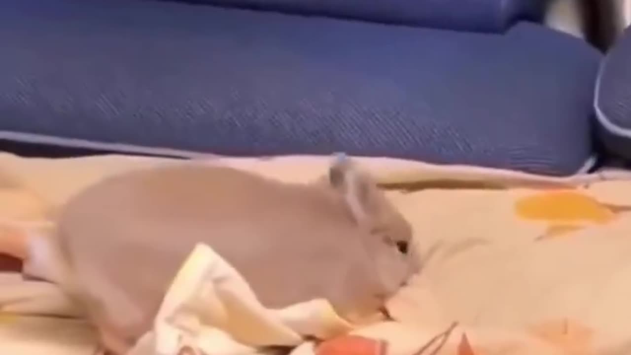 You are such a smart bunny ☺️♥️