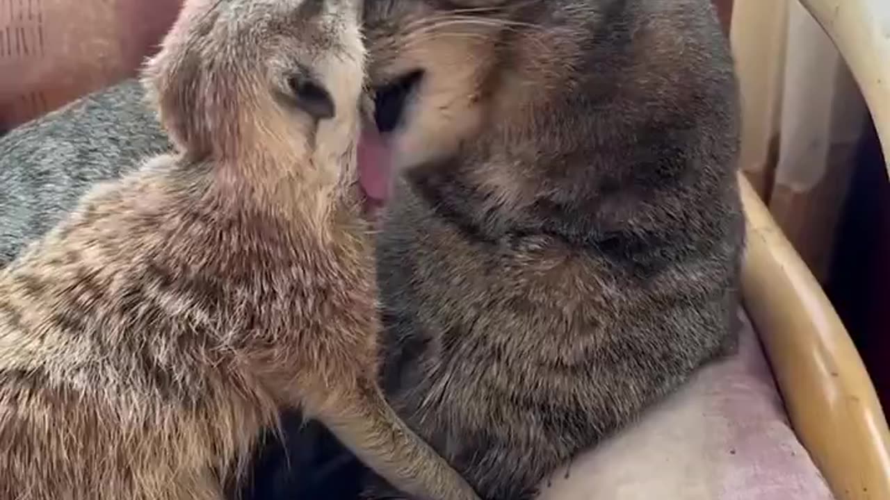 Lewis the Cat absolutely adores Minky Meerkat ❤️