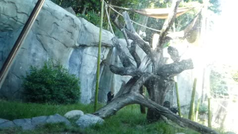 Bonobos walking about