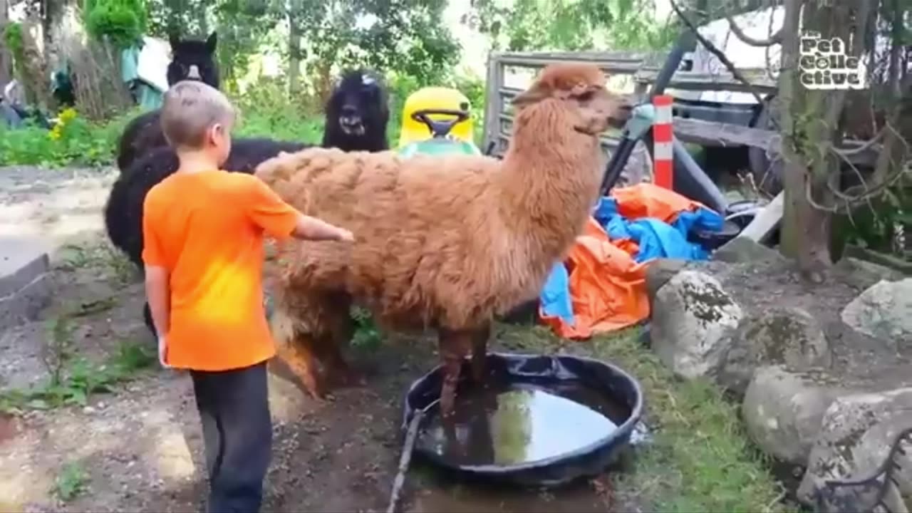 Best animal funny video