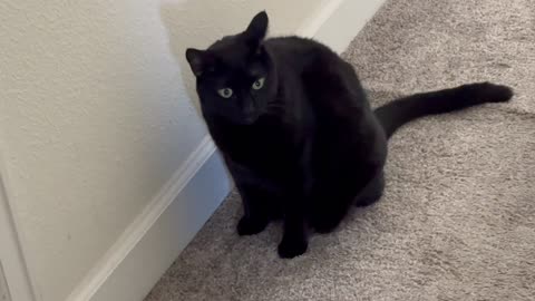 Cute Precious Piper Puts the Finishing Touches on Her Nail Trim - Adopting a Cat from a Shelter Vlog