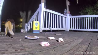 😂😨 Wildest Cat Fight Ever! | FunFM