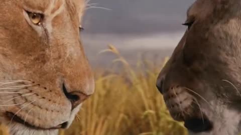 Mufasa 😍❤️ (Part - 29).....#reels #viralreels #reel #mufasa #animation #lastest #romantic #viralreel