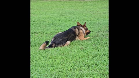 Virgil the sable german shepherd.