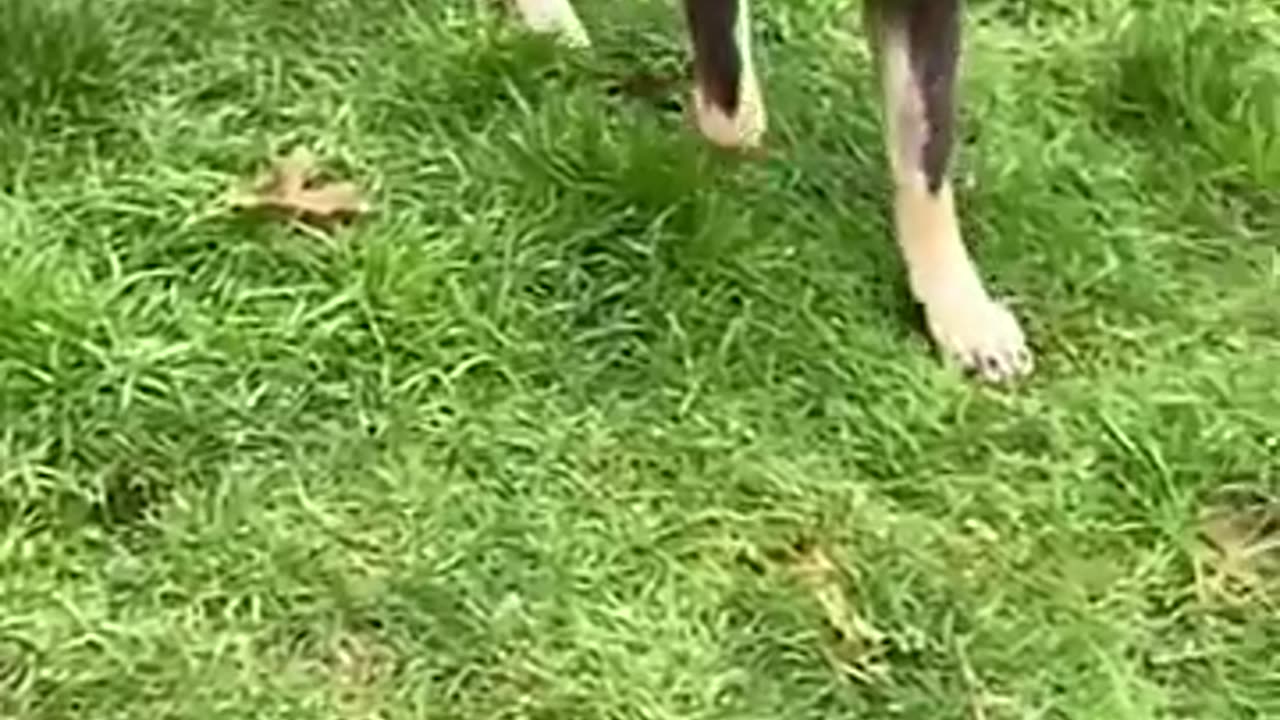 DOGS THAT ARE SIMILAR TO WOLFS
