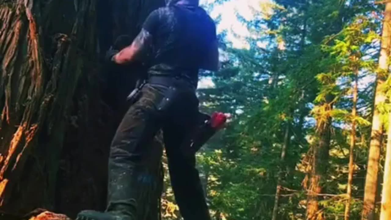 Lady excelling in tree cutting—breaking barriers in male-dominated industries! 🌲🪓