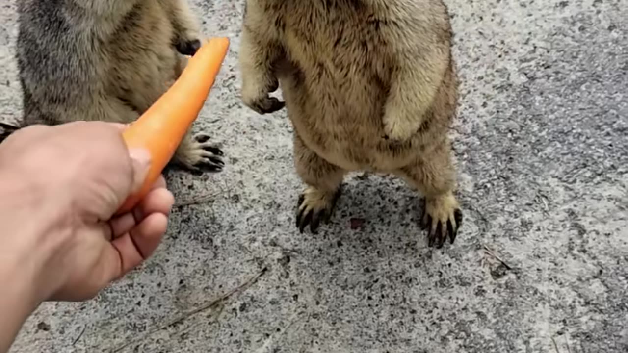 Cute animals