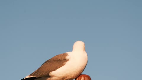 Nature and Animals