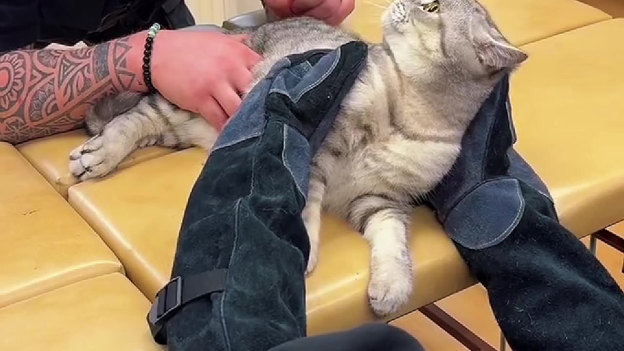 Cat and dog chiropractor- A different kind of ASMR...