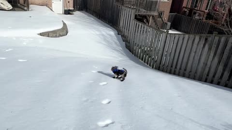 Miniature Schnauzer Slips and Slides in New Boots