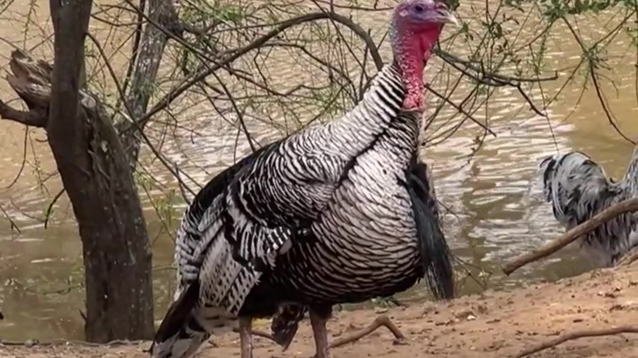 Tom turkey is 9 years old