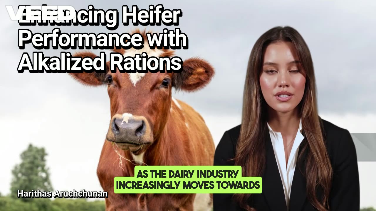 Enhancing Heifer Performance with Alkalized Rations