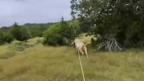 🤯✨ You Won't Believe How This Cowboy Catches a Cow! | FeedMyCuriosity