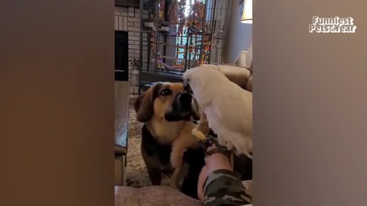 Funniest Pet