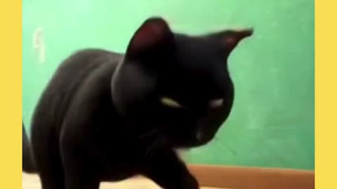 A little black cat's sorrow 💔