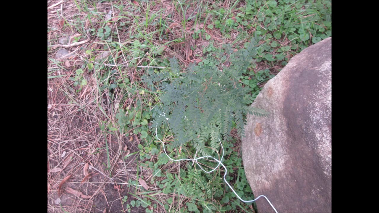 Wildlife Magnet Honey Locust Sept 2022
