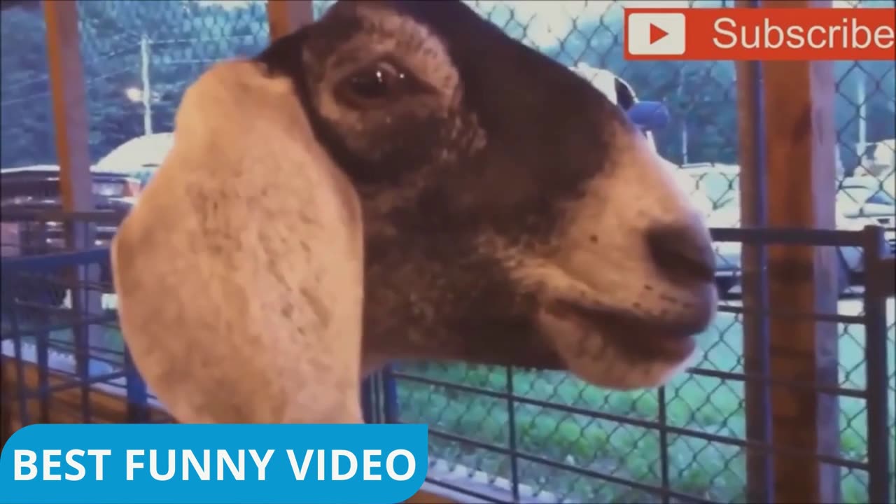 Goats Screaming Like Humans