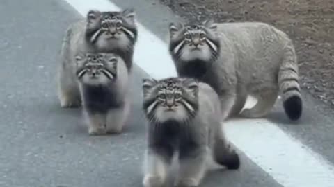 Wild Cat Family