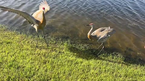 Cowboy Steve wrangles Sandhill Cranes: 7-25-2025