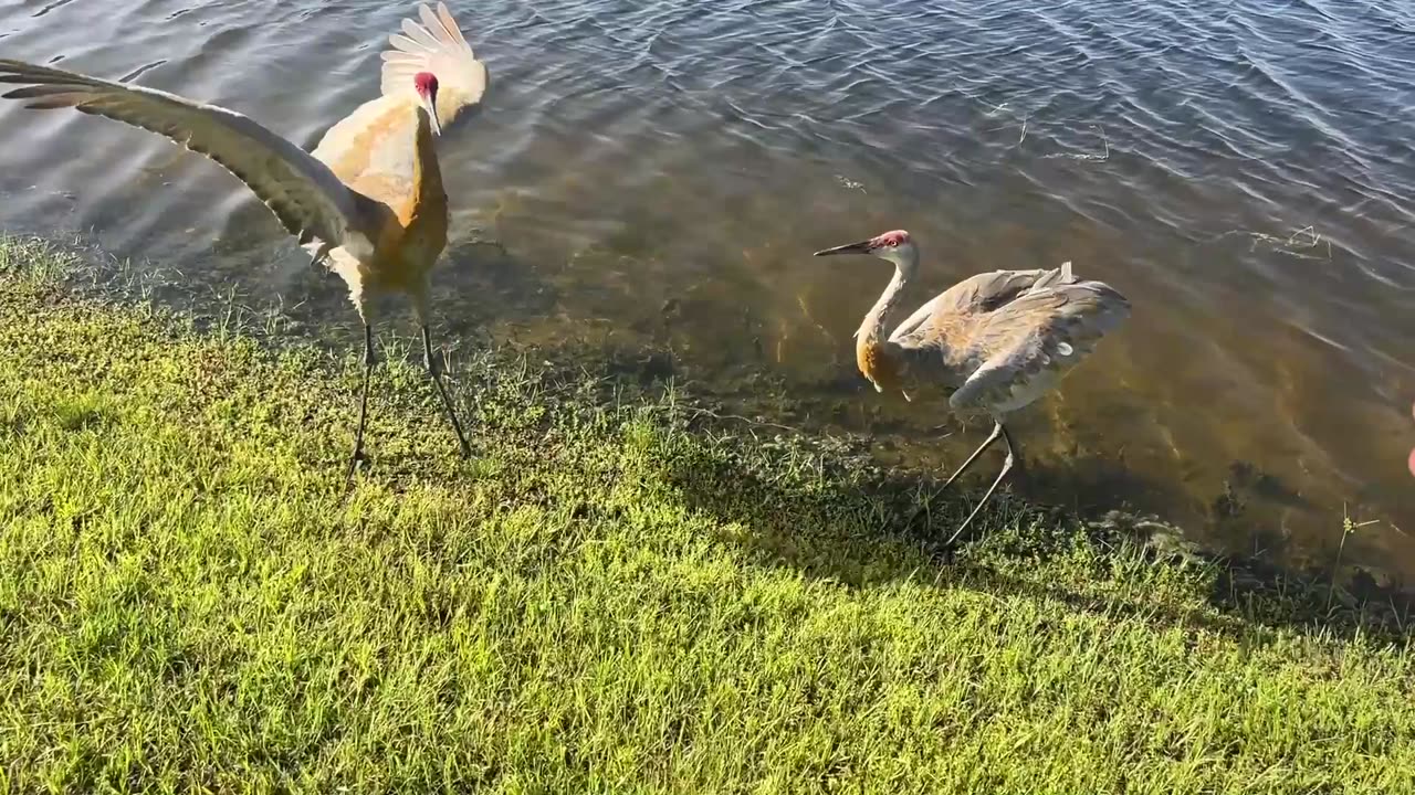 Cowboy Steve wrangles Sandhill Cranes: 7-25-2025
