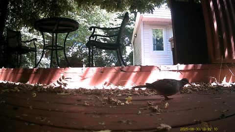 Wildlife Filmed By Haza PR800 Wild Camera, Levagood Area, Dearborn, Michigan, Aug. 8 To Sep. 4, 2025