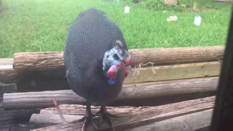 Male Guinea fowl