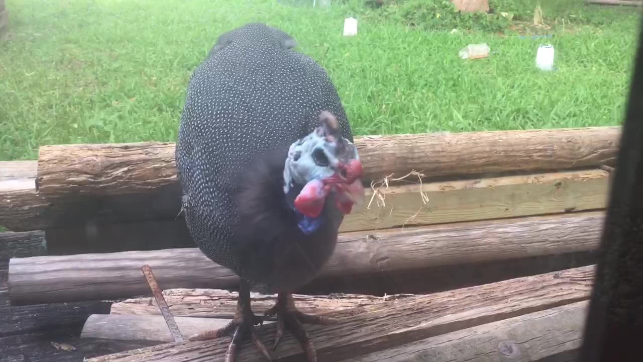 Male Guinea fowl