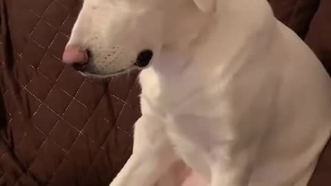 Sleepy Dogs Falling Asleep Standing Up 😂 / Câini Adormind Din Picioare – Super Amuzant!