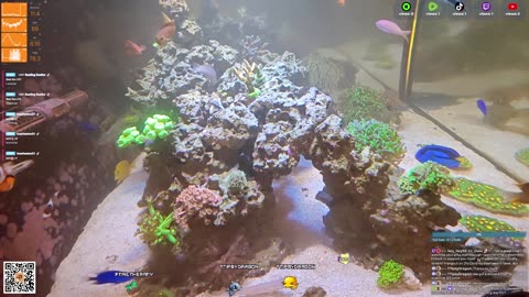 24/7 Real Live Reef Stream