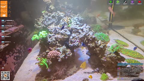 24/7 Real Live Reef Stream