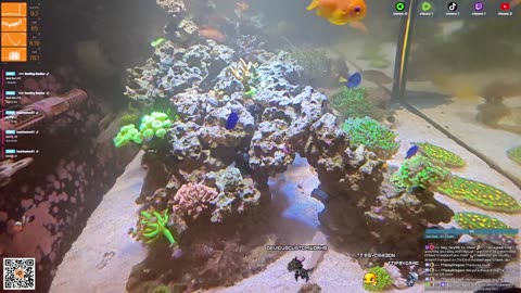24/7 Real Live Reef Stream