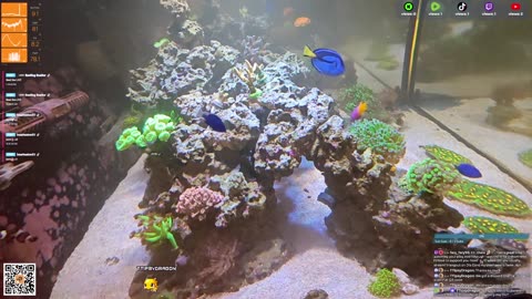 24/7 Real Live Reef Stream