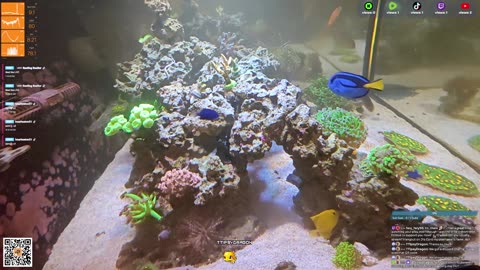 24/7 Real Live Reef Stream
