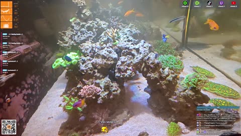 24/7 Real Live Reef Stream