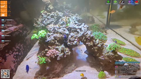 24/7 Real Live Reef Stream
