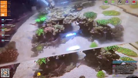24/7 Real Live Reef Stream