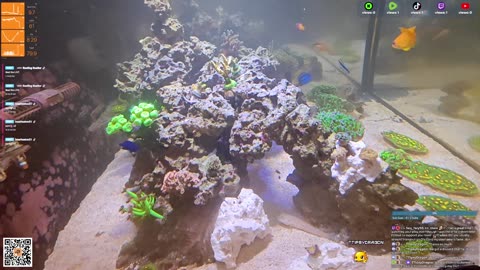 24/7 Real Live Reef Stream