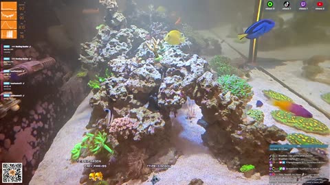 24/7 Real Live Reef Stream