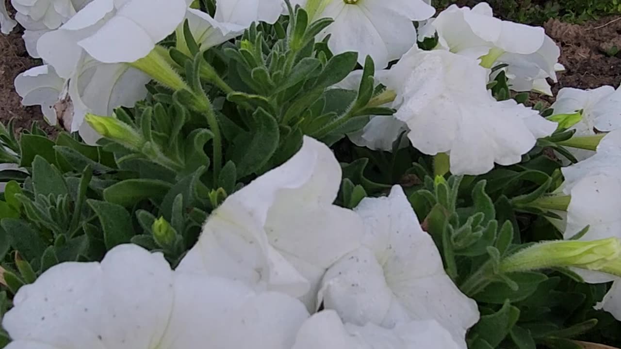 49 Minutes Dark to Sunrise White as Snow Petunias.