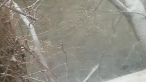 Backyard Roaring river this day