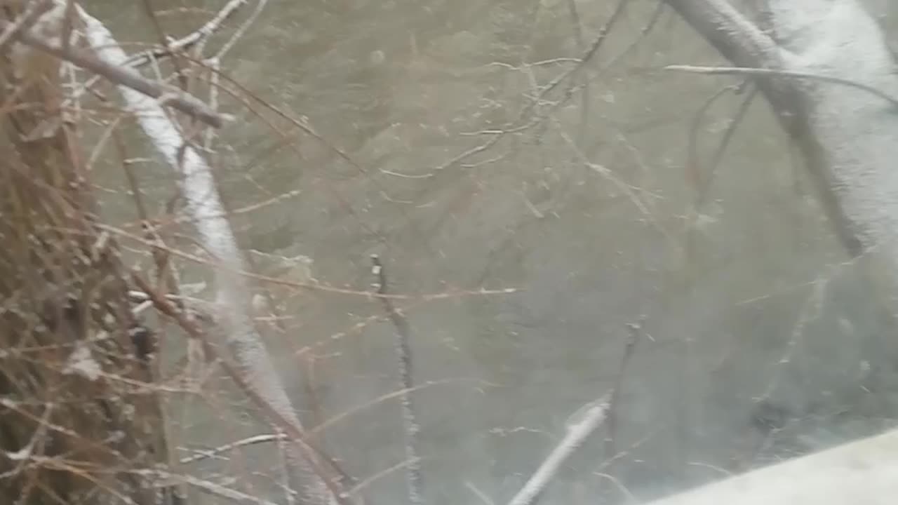 Backyard Roaring river this day