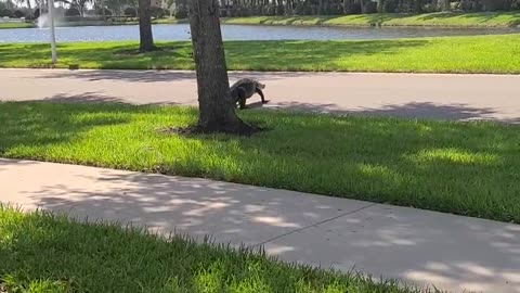 Large Alligator Roams Florida Neighborhood