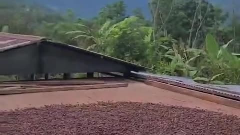 Retractable Patio Cover Doubles as Cocoa Dryer