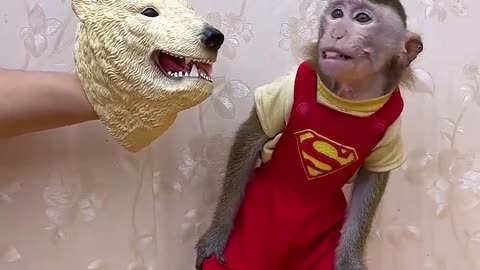 Funny Animal Videos