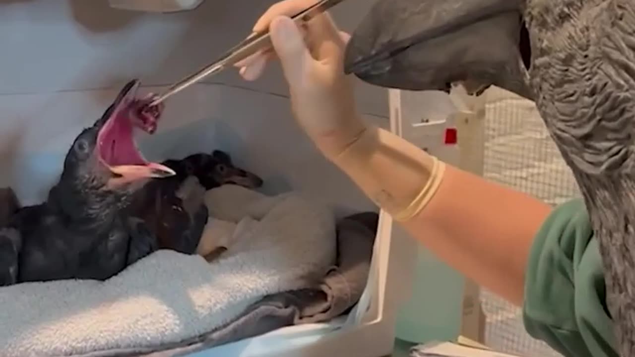 🦅🧺 Worker Wears Mask While Feeding Ravens in Attempt to Prevent Them from Associating Humans with Fo