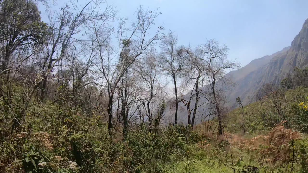 The Jungle Route (down) - Mulanje Hiking