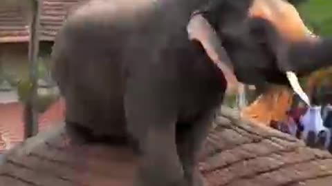 An elephant climbed onto the roof of #elephant