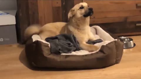 Adopted puppy’s first night in his new home.. 🥺