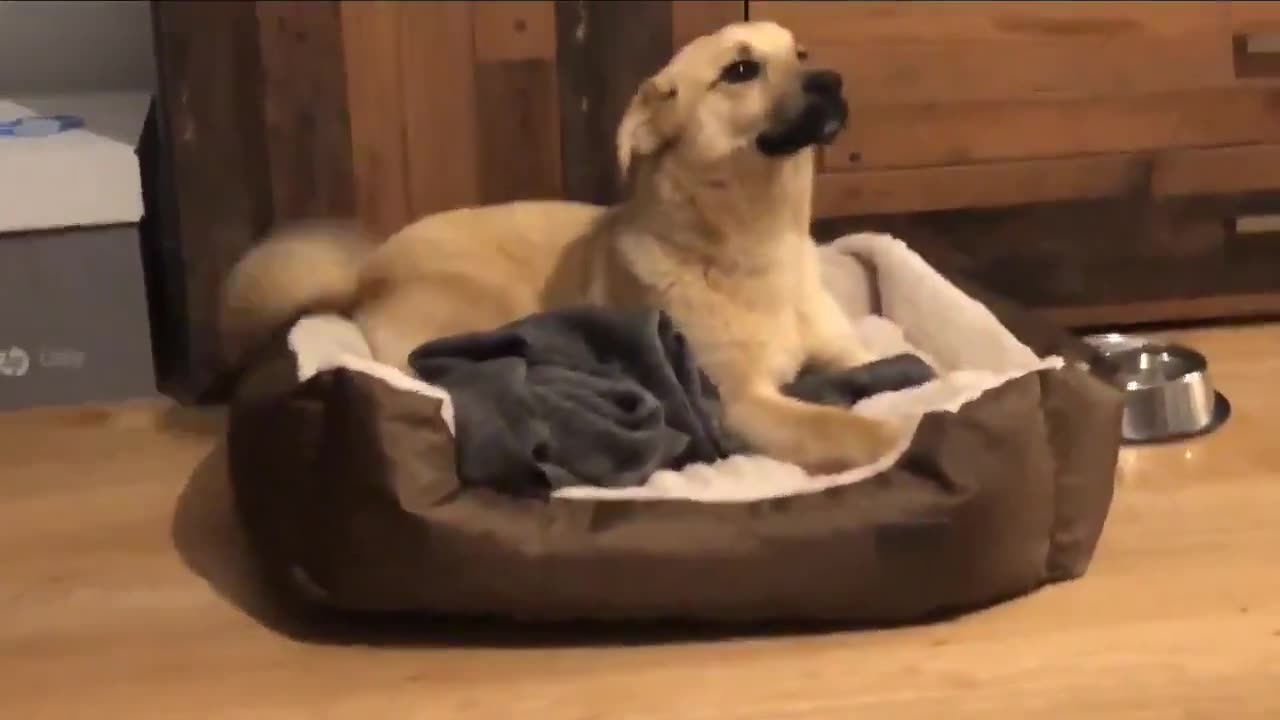 Adopted puppy’s first night in his new home.. 🥺